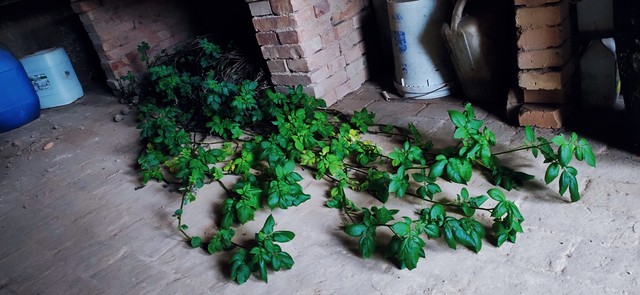 修仙家族模拟器2灵石灵草矿石灵玉获取技巧_修仙家族模拟器2灵石灵草矿石灵玉高效获取方法_修仙家族模拟器2手游在线玩下载破解版