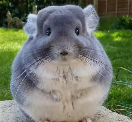 神兵系统攻略_热血江湖手游龙猫_热血江湖手游宠物系统