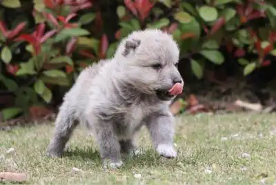 热血江湖手游龙猫_神兵系统攻略_热血江湖手游宠物系统